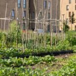 Urban Gardening: Cultivating Green Spaces in the Concrete Jungle